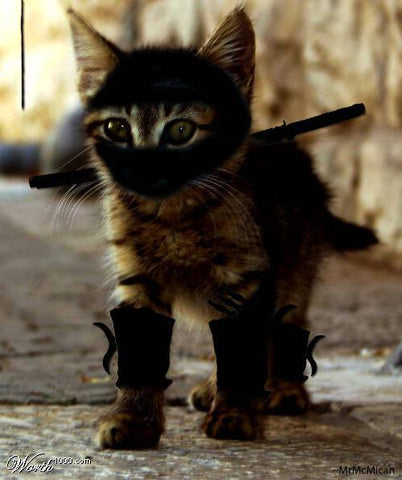 Ninja Cat